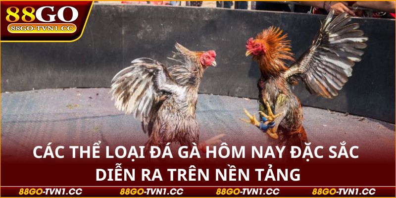 Đá gà hôm nay