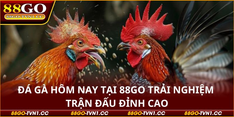 Đá gà hôm nay