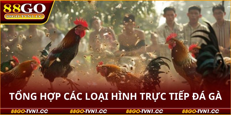 Trực tiếp đá gà